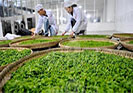 2018年有哪些茶葉加工專業學校是畢業包分配的