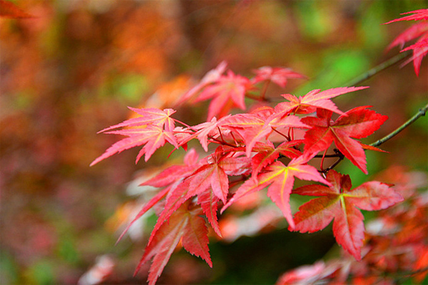 紅楓